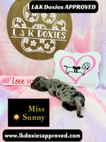 Miss Sunny ☀️ Dapple, a female Miniature Dachshund for sale in Arapahoe, CO – 5 of 10