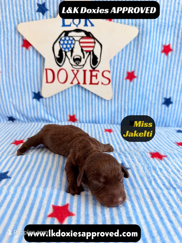 Miss Jakelti – Miniature Dachshund puppy for sale in Arapahoe, CO