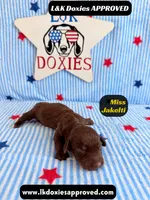 Miss Jakelti, a female Miniature Dachshund for sale in Arapahoe, CO – 1 of 9