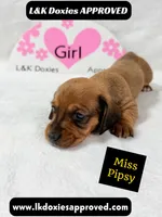 Miss Pipsy  text 785-821-1920 SH, a female Miniature Dachshund for sale in Arapahoe, CO – 7 of 9