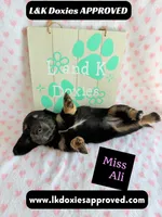 Miss Ali 785-821-1920, a female Miniature Dachshund for sale in Arapahoe, CO – 6 of 9