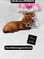 Miss Jaffa , a female Miniature Dachshund for sale in Arapahoe, CO – 9 of 10