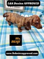 Mr Benji Brindle 💙, a male Miniature Dachshund for sale in Arapahoe, CO – 6 of 10