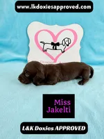 Miss Jakelti ❤️, a female Miniature Dachshund for sale in Arapahoe, CO – 8 of 10