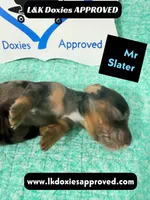 Mr Slater 785-821-1920, a male Miniature Dachshund for sale in Arapahoe, CO – 5 of 10