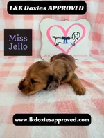 Miss Jello, a female Miniature Dachshund for sale in Arapahoe, CO – 7 of 10