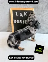 Mr Koda  785-821-1920 SH, a male Miniature Dachshund for sale in Arapahoe, CO – 6 of 10
