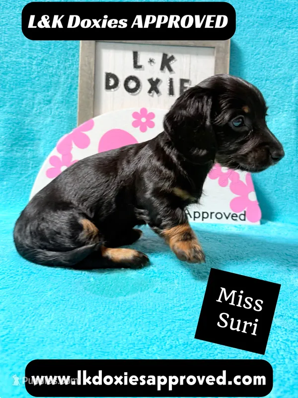 Miss Siri 785-821-1920 – Miniature Dachshund puppy for sale in Arapahoe, CO