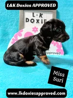 Miss Siri 785-821-1920, a female Miniature Dachshund for sale in Arapahoe, CO – 1 of 10