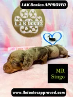 Mr Singo , a female Miniature Dachshund for sale in Arapahoe, CO – 8 of 10