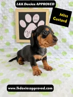 Miss Custard 785-821-1920 SH , a female Miniature Dachshund for sale in Arapahoe, CO – 5 of 10