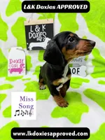 Miss Song 🎶785-821-1920, a female Miniature Dachshund for sale in Arapahoe, CO – 6 of 10