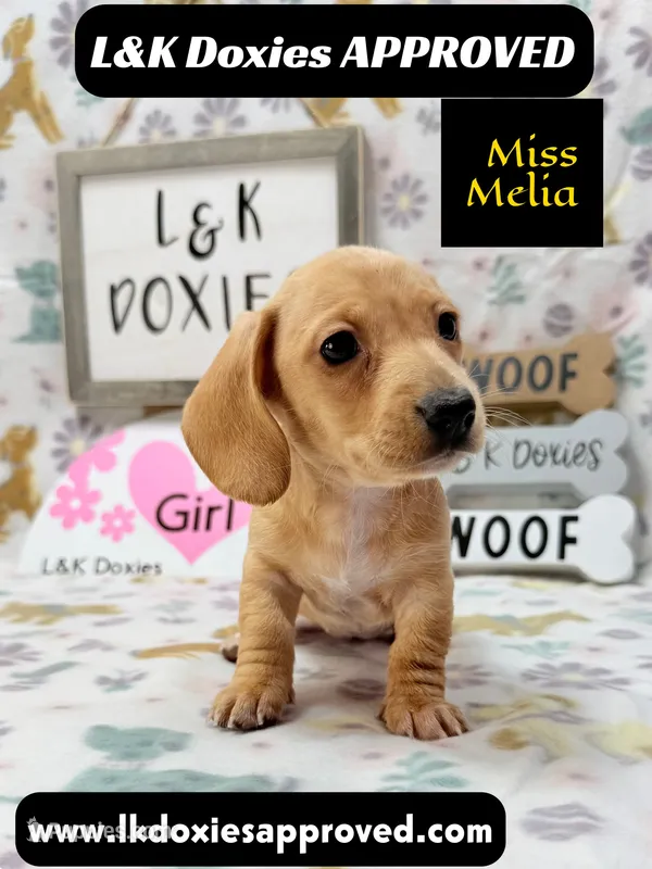Miss Melia – Miniature Dachshund puppy for sale in Arapahoe, CO