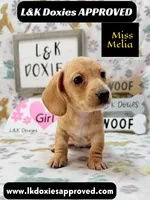 Miss Melia, a female Miniature Dachshund for sale in Arapahoe, CO – 1 of 10