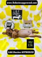 Mr Elk NON DAPPLE GUY, a male Miniature Dachshund for sale in Arapahoe, CO – 10 of 10