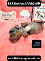 Miss Sasha Dapple LH , a female Miniature Dachshund for sale in Arapahoe, CO – 4 of 10