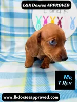 Mr T Rex, a male Miniature Dachshund for sale in Arapahoe, CO – 3 of 10