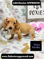 Miss Minki, a female Miniature Dachshund for sale in Arapahoe, CO – 6 of 10