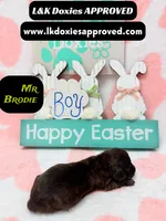 Mr Brodie Brindle, a male Miniature Dachshund for sale in Arapahoe, CO – Photo 2 of 10