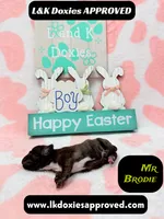 Mr Brodie Brindle, a male Miniature Dachshund for sale in Arapahoe, CO – Photo 7 of 10