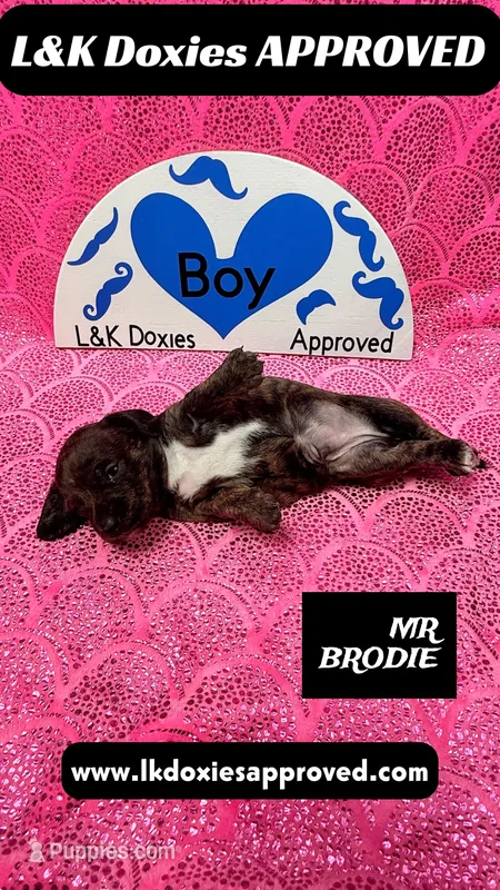 Mr Brodie Brindle – Miniature Dachshund puppy for sale in Arapahoe, CO