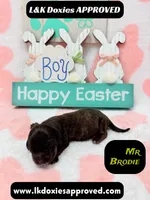 Mr Brodie Brindle, a male Miniature Dachshund for sale in Arapahoe, CO – Photo 1 of 10