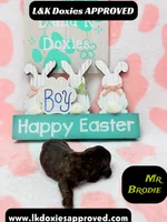 Mr Brodie Brindle, a male Miniature Dachshund for sale in Arapahoe, CO – Photo 5 of 10