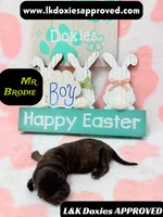 Mr Brodie Brindle, a male Miniature Dachshund for sale in Arapahoe, CO – Photo 3 of 10