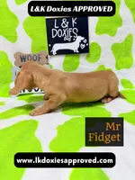 Mr Fidget, a male Miniature Dachshund for sale in Arapahoe, CO – 9 of 10