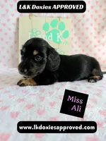 Miss Ali 785-821-1920, a female Miniature Dachshund for sale in Arapahoe, CO – 3 of 9