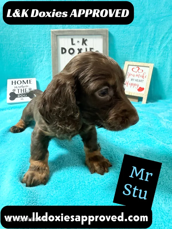 Mr Stu 785-821-1920 – Miniature Dachshund puppy for sale in Arapahoe, CO