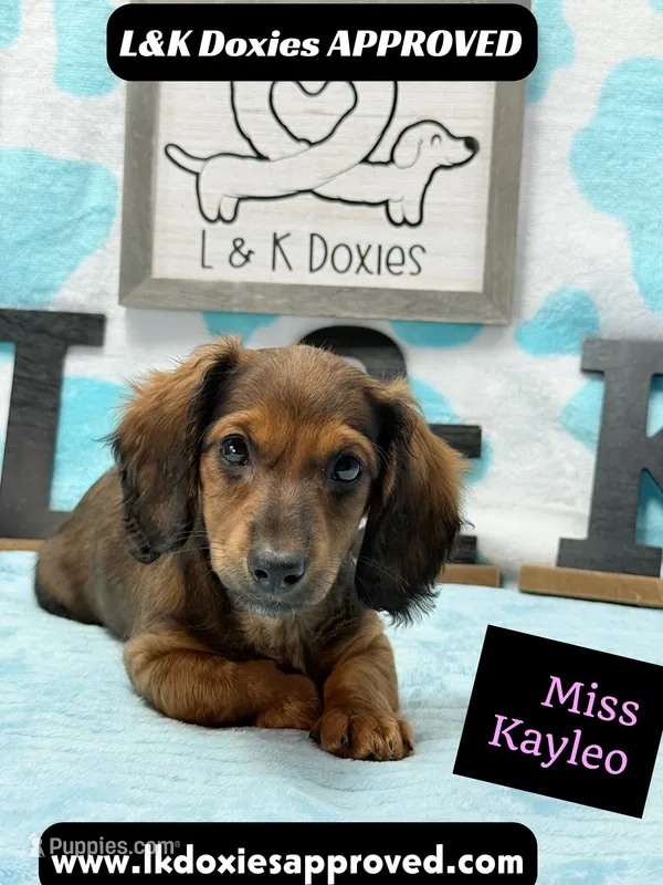 Miss Kayleo – Miniature Dachshund puppy for sale in Arapahoe, CO