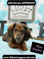 Miss Kayleo, a female Miniature Dachshund for sale in Arapahoe, CO – 1 of 10