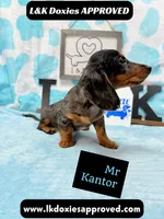 Mr Kantor 785-821-1920, a male Miniature Dachshund for sale in Arapahoe, CO – 8 of 10
