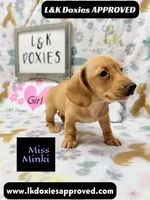 Miss Minki, a female Miniature Dachshund for sale in Arapahoe, CO – 3 of 10