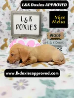 Miss Melia, a female Miniature Dachshund for sale in Arapahoe, CO – 7 of 10