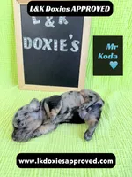 Mr Koda  785-821-1920, a male Miniature Dachshund for sale in Arapahoe, CO – 3 of 9