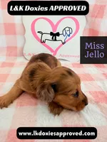 Miss Jello, a female Miniature Dachshund for sale in Arapahoe, CO – 2 of 10