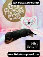 Miss Song, a female Miniature Dachshund for sale in Arapahoe, CO – 4 of 10