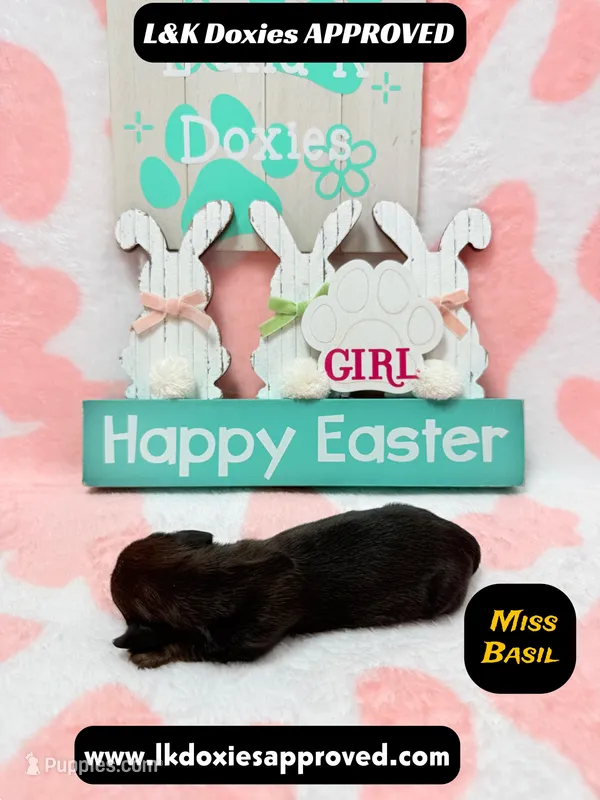 Miss Basil – Miniature Dachshund puppy for sale in Arapahoe, CO