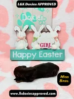 Miss Basil, a female Miniature Dachshund for sale in Arapahoe, CO – Photo 1 of 6