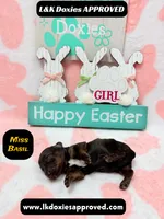 Miss Basil, a female Miniature Dachshund for sale in Arapahoe, CO – Photo 4 of 6