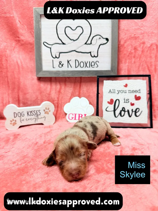 Miss Skylee Dapple LH  – Miniature Dachshund puppy for sale in Arapahoe, CO