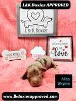 Miss Skylee Dapple LH , a female Miniature Dachshund for sale in Arapahoe, CO – 1 of 10