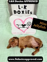 Miss Jellyfish 785-821-1920, a female Miniature Dachshund for sale in Arapahoe, CO – 5 of 9
