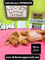Miss Jade Dapple 🩷🐾, a female Miniature Dachshund for sale in Arapahoe, CO – 10 of 10