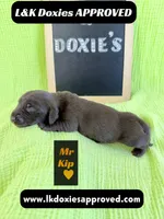 Mr. Kip 785-821-1920, a male Miniature Dachshund for sale in Arapahoe, CO – 3 of 10