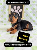 Mr Cobler 785-821-1920 SH, a male Miniature Dachshund for sale in Arapahoe, CO – 2 of 10