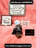 Mr Stetson Dapple LH , a male Miniature Dachshund for sale in Arapahoe, CO – 8 of 10