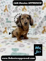 Mr Jett 785-821-1920, a male Miniature Dachshund for sale in Arapahoe, CO – 2 of 10